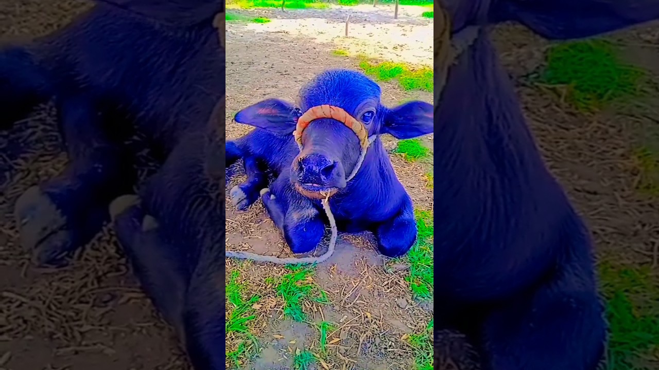Bhains ka baccha #shorts #viral #buffalo