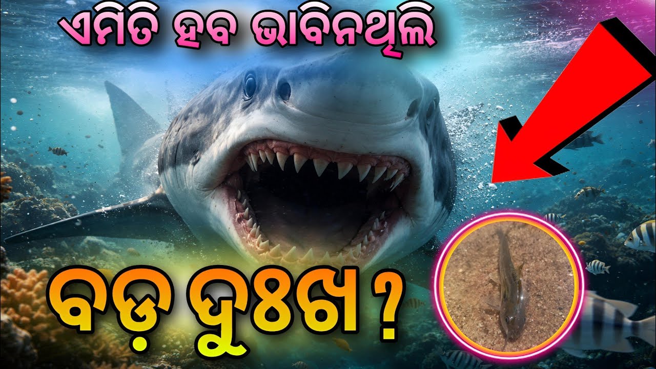 🥺 ଏମିତି ହବ କେବେ ଭାବି ନଥିଲି ?  