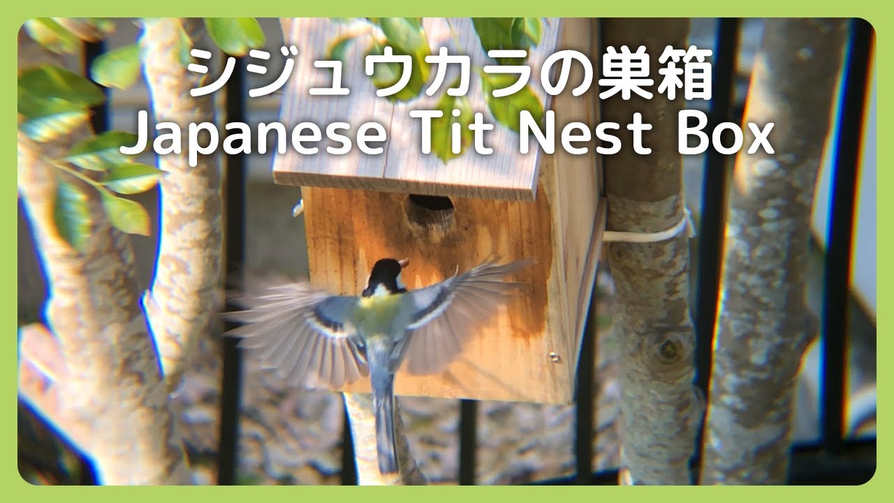 【総まとめ】シジュウカラの巣箱設置から雛の巣立ちまで