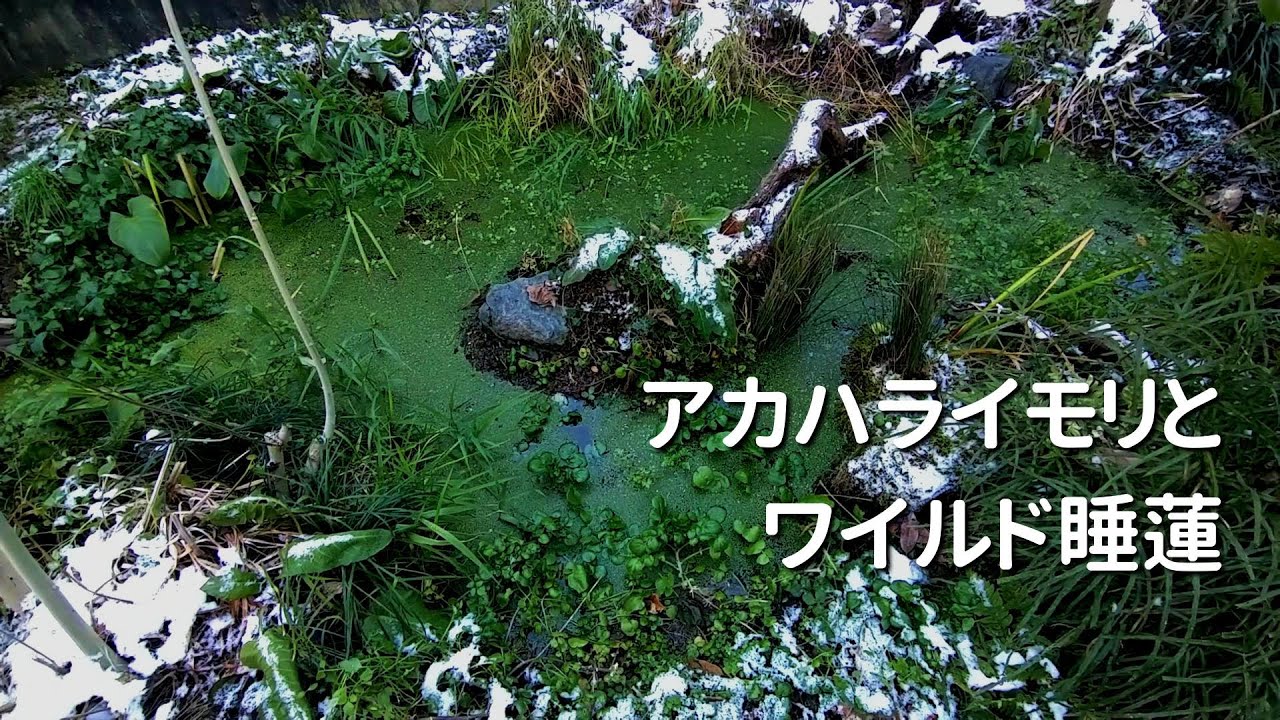 アカハライモリが越冬するメダカビオトープでワイルド睡蓮を植え付ける