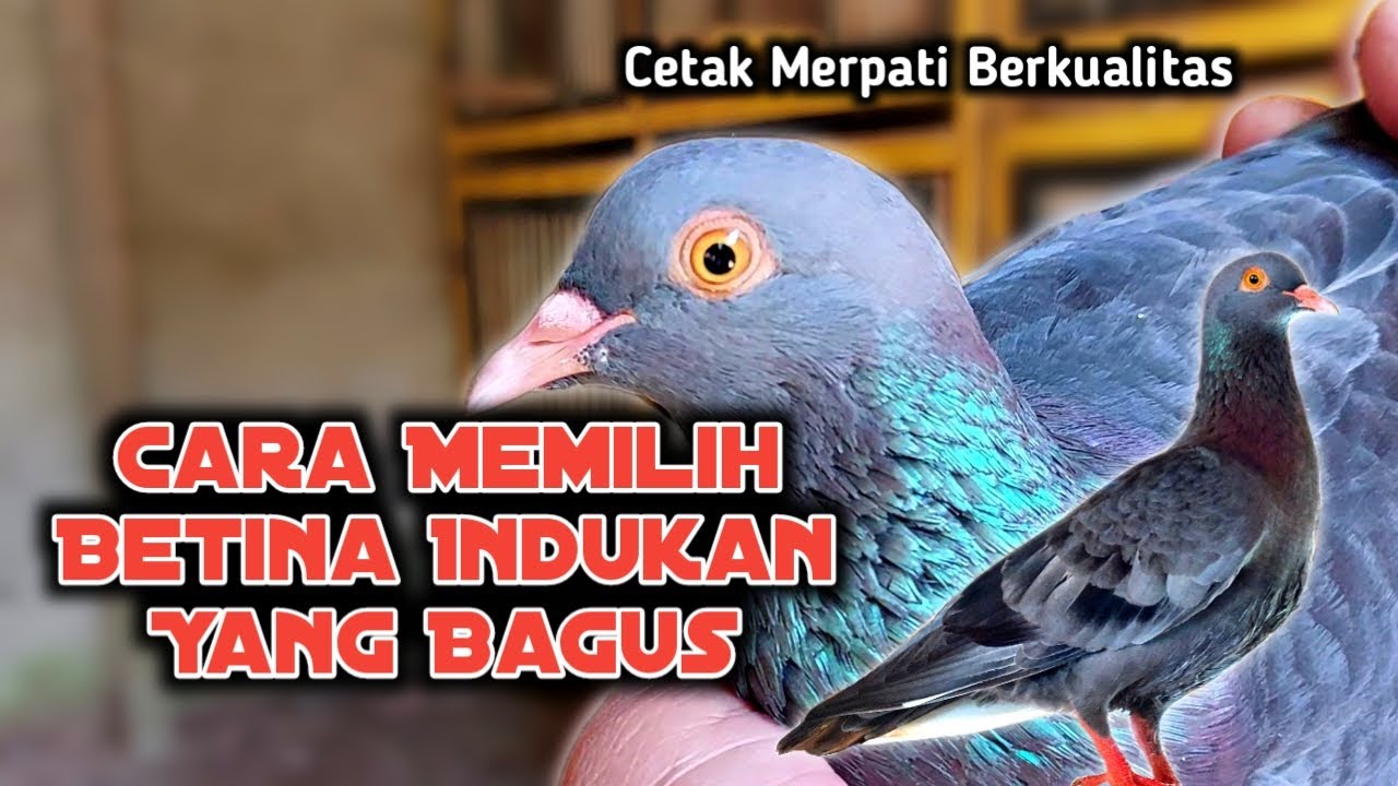 Cara memilih merpati betina indukan yang bagus