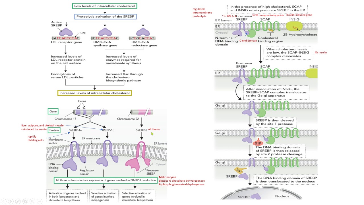 SREBP SCAP INSIG colesterol S1P S2P SRE  receptor LDL bioqu&iacute;mica biochemistry
