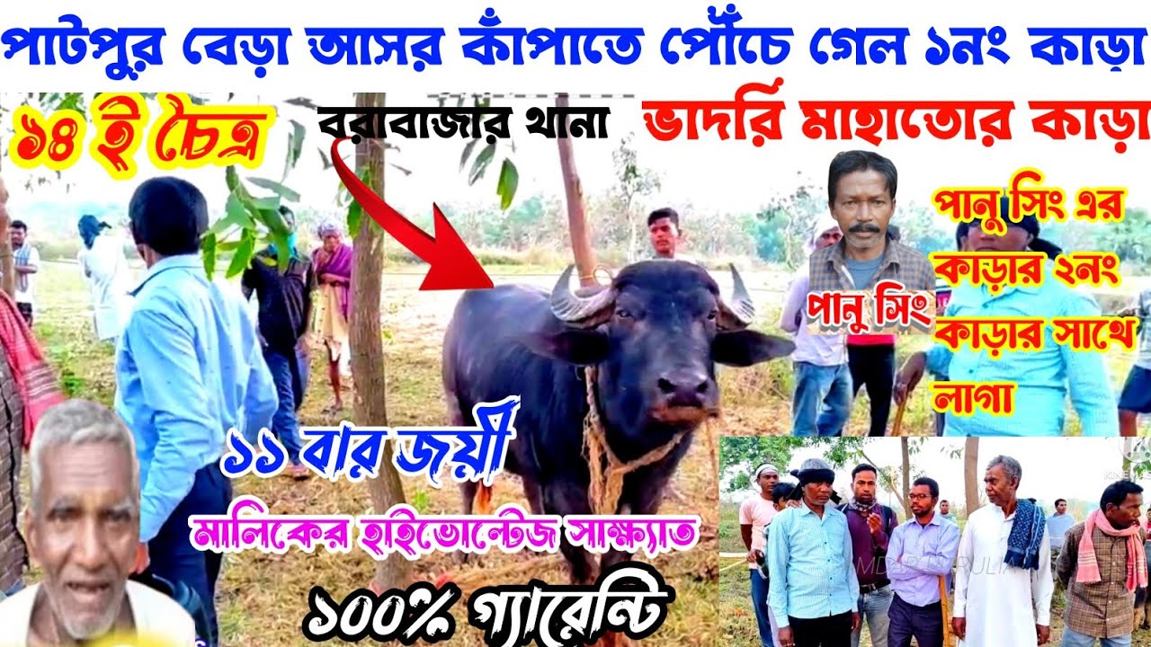 ভাদরি মাহাতোর কাড়া পাটপুর আসার কাঁপাতে পৌঁচে গেল১নং১৪ই চৈত্র হাইভোল্টেজ সাক্ষ্যাত,বাকলা তাড়ে দিছে#