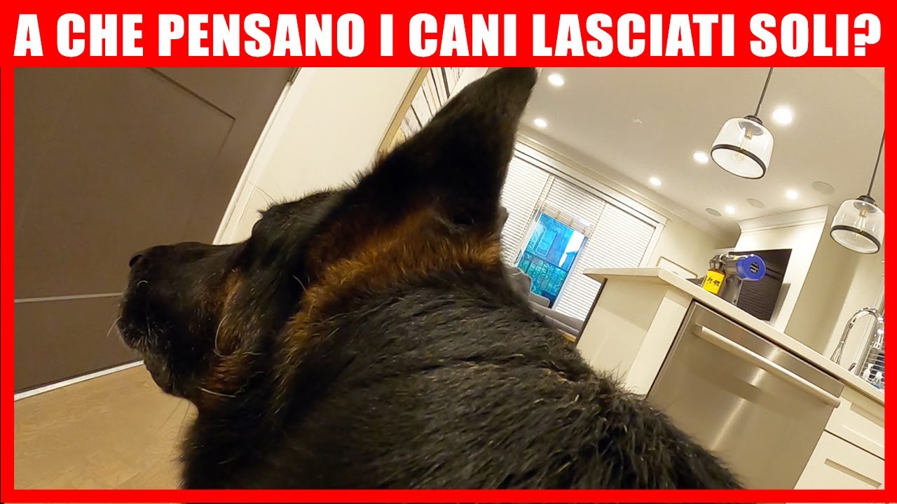 I CANI SENTONO LA TUA MANCANZA?
