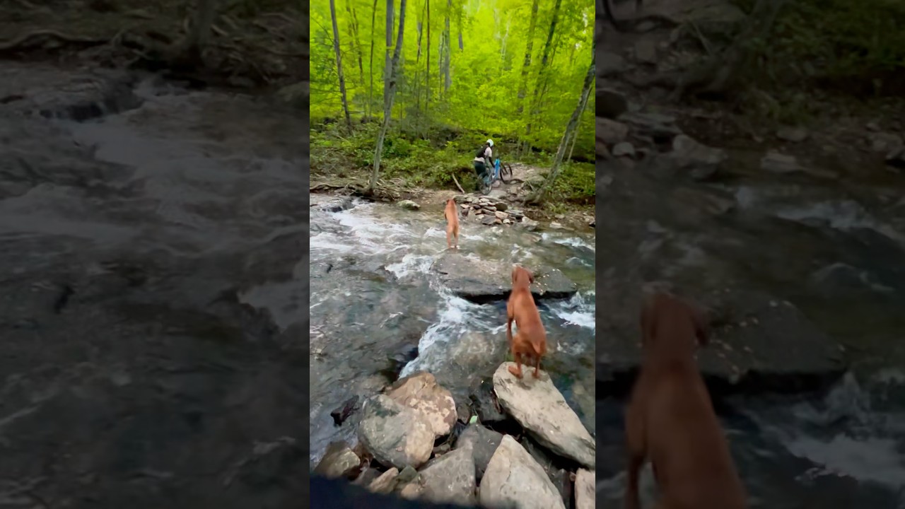 #traildog
