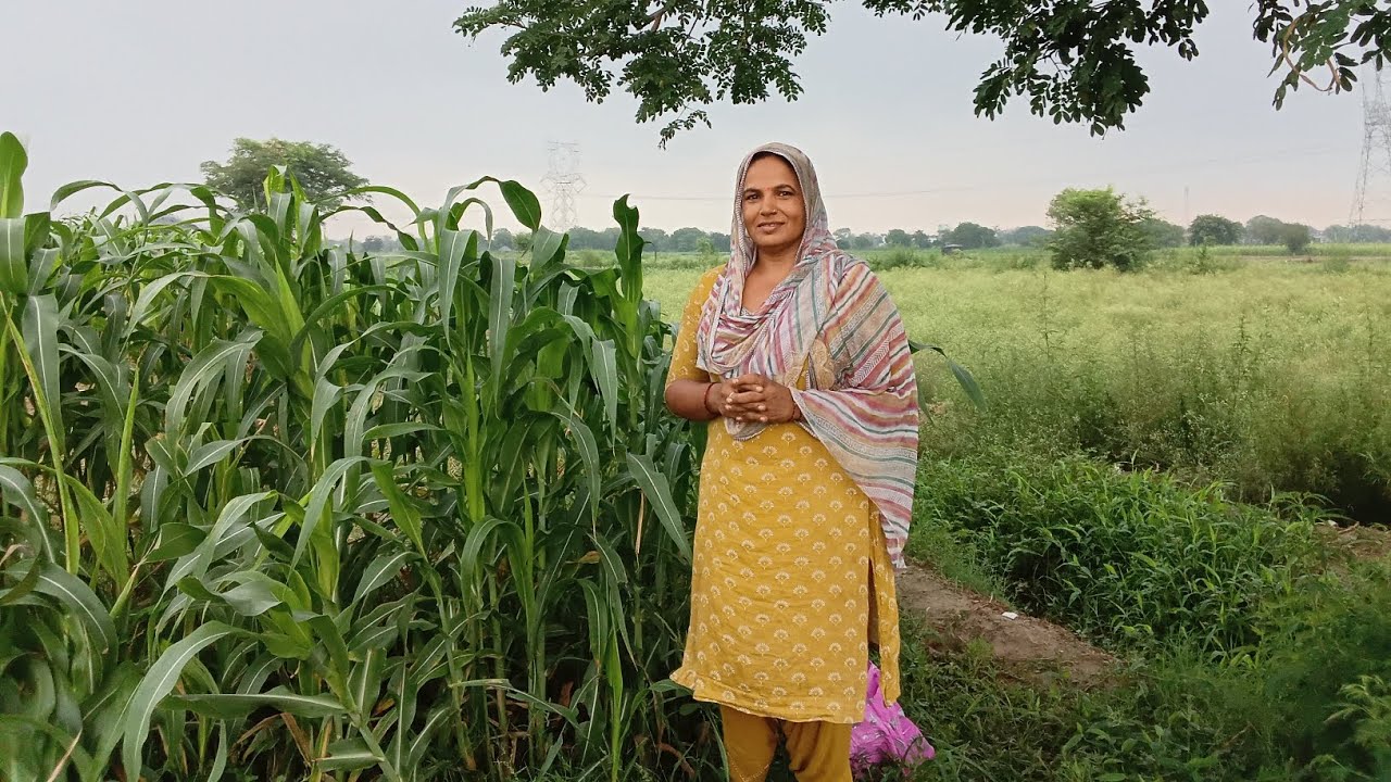 आज  देखो  बैगन  भिंडी  लोकी  और  तोरी  के पैड #youtube  long videos #family vlog