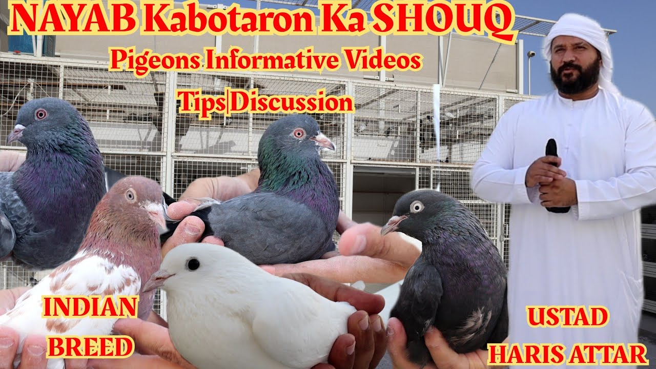 Ustad Haris Attar|Nayaab High Quality Pigeons|SHOUQ|Indian Breed|Pigeons Quality|Maintaince|Info