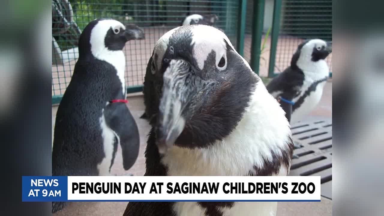 Penguin Day at Saginaw Children's Zoo