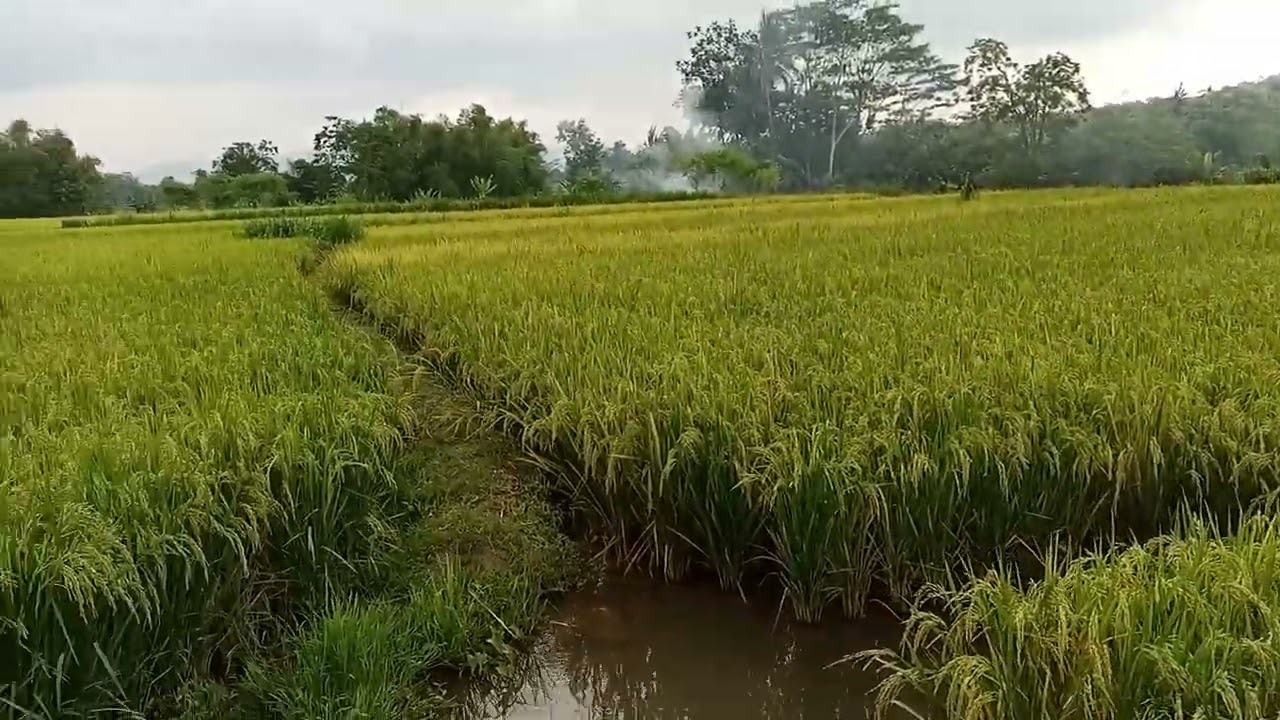 PADI HIBRIDA BRIDANTARA 8 DI GUNUNG KIDUL YOGYAKARTA