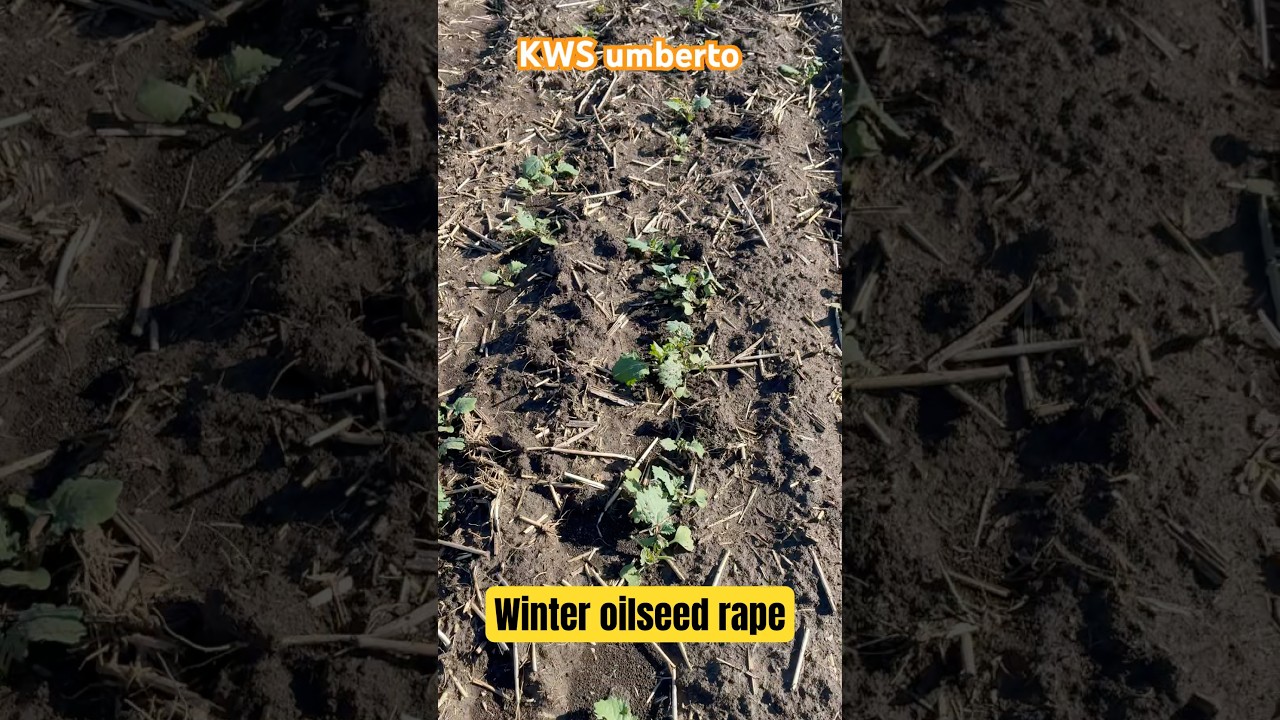 KWS Umberto winter oilseed rape in Hungary #kws #wosr #farming #agriculture #hungary