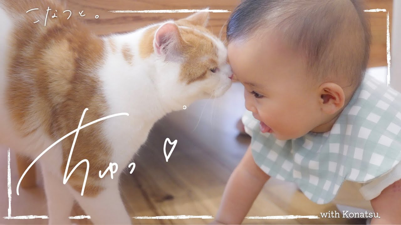 初めてハイハイする赤ちゃんと、なでて欲しい猫