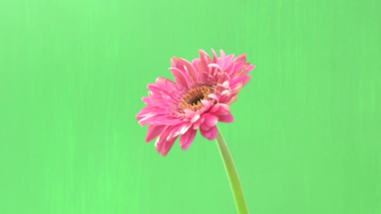 Footage Animation Flower Blossoms Green Screen