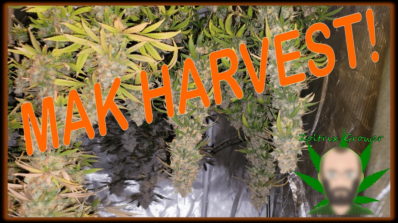 MAK HARVEST TIME! | MYLOS MIRACLE ALIEN COOKIES! | ORGANIC GARDENING | HARVEST DRY AND CURE