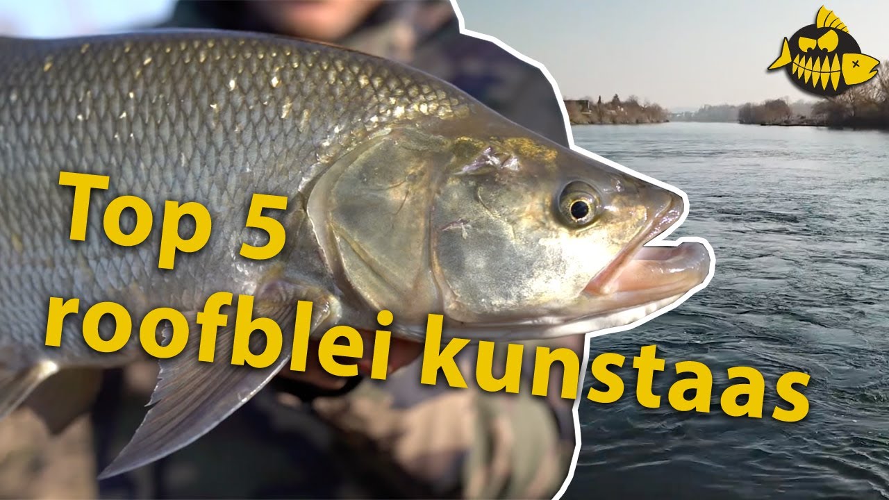Top 5 kunstaas voor roofblei - Expert legt uit!