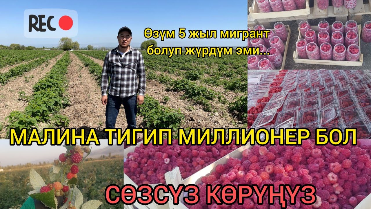 МАЛИНА ЭҢ КИРЕШЕЛҮҮ ТАРМАК. ВИДЕОНУ АЯГЫНА ЧЕЙИН КӨРҮҢҮЗ.