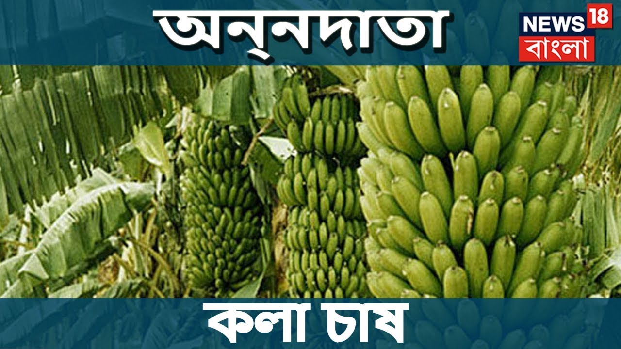 G9 জাতের কলা চাষ  । অন্নদাতা