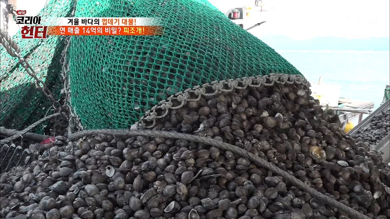 쏟아지는 보물 &lsquo;피조개&rsquo; 연 매출 14억! [뉴 코리아 헌터] 84회 20180108