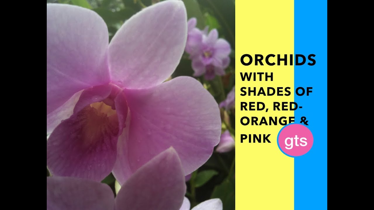 ORCHIDS WITH SHADES OF RED, RED-ORANGE AND PINK
