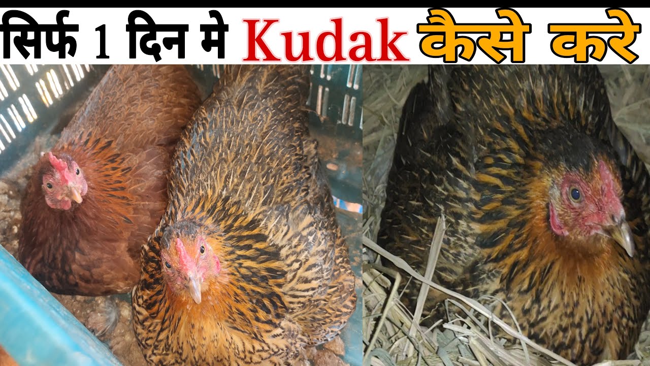 मुर्गी को अंडो पर कैसे बिठाए | murgi ko ando par baithne ka tarika 9/1/2024 #poultry