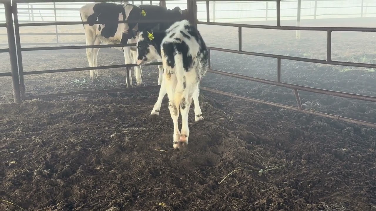 Lot 49 
