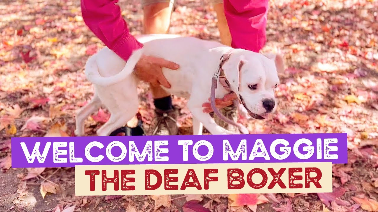 Welcome to the Farm Maggie the Deaf Boxer