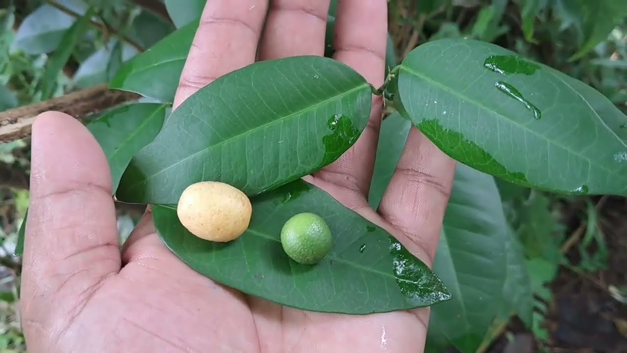 Yaki naran|කොලෙස්ටරෝල්  ෆැටි ලිවර් මට්ටු කරන-යකි නාරං