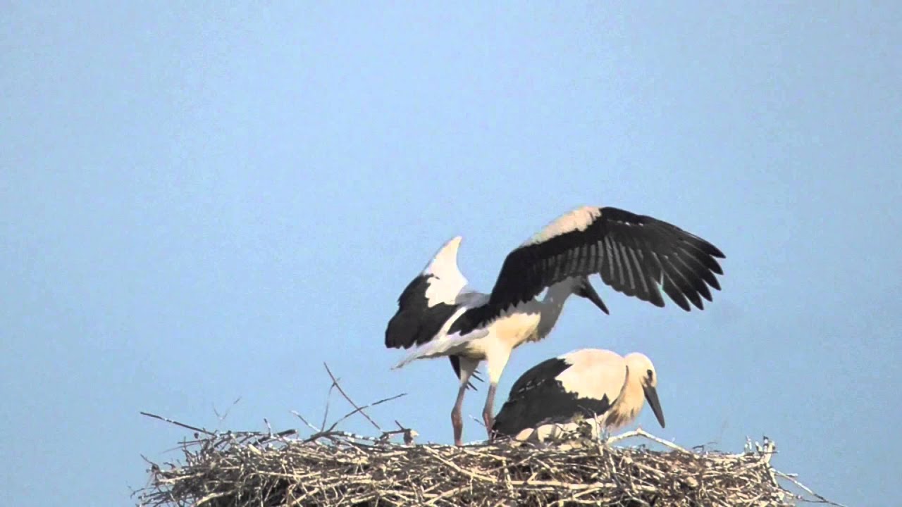 Jonge ooievaars op uitvliegen...[Groesbeek de Horst]