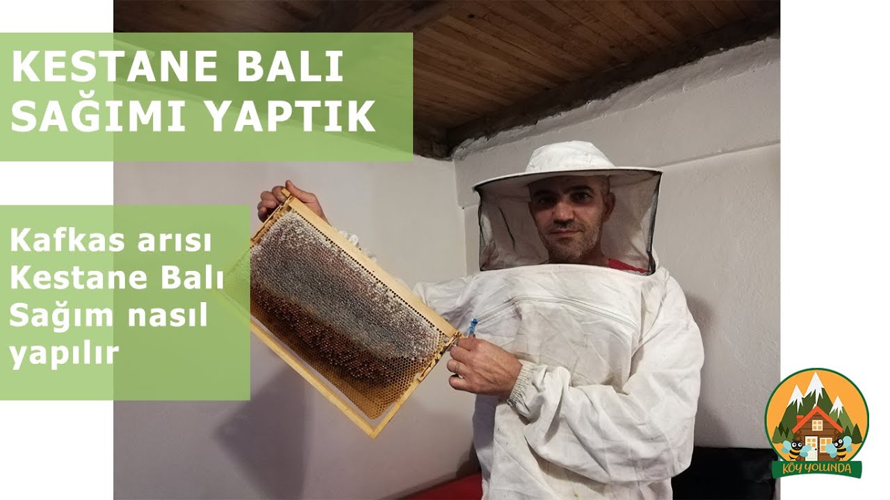 Kestane Balı Sağımı Yaptık | Kafkas Arısı | Kestane Balı | Bal Sağımı Nasıl Yapılır | Köy Yolunda