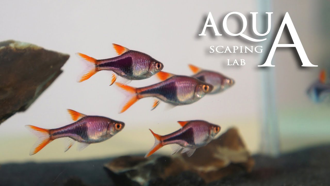 Aquascaping Lab - Harlequin Rasbora Trigonostigma Heteromorpha fish description / pesce Arlecchino