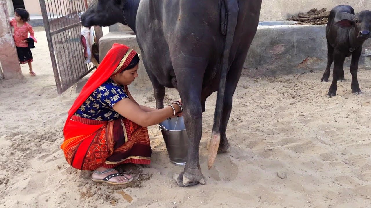 buffalo milking by hand,  अचानक मुझे आना पड़ा ससुराल।