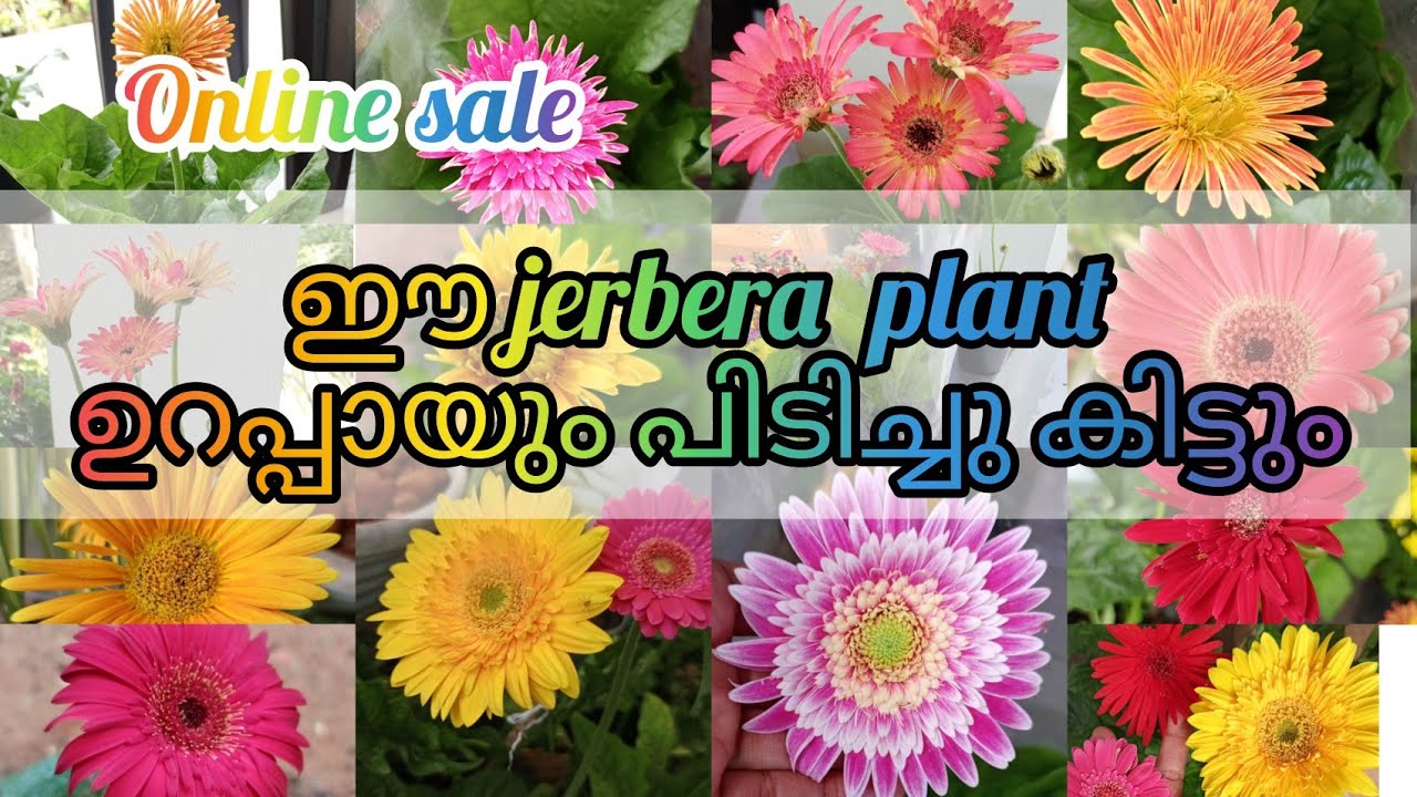 Pot size jerbera plant#youtubevideo #salepost #gardening