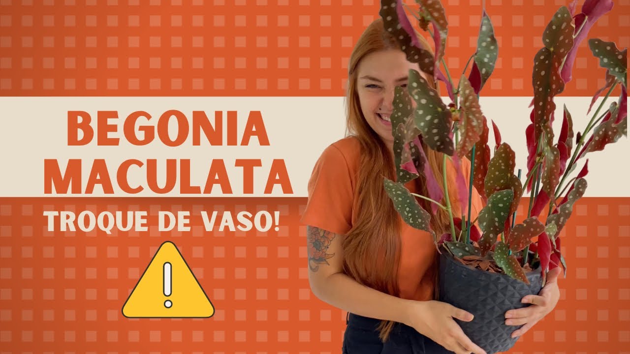 Você PRECISA trocar sua Begonia Maculata de vaso