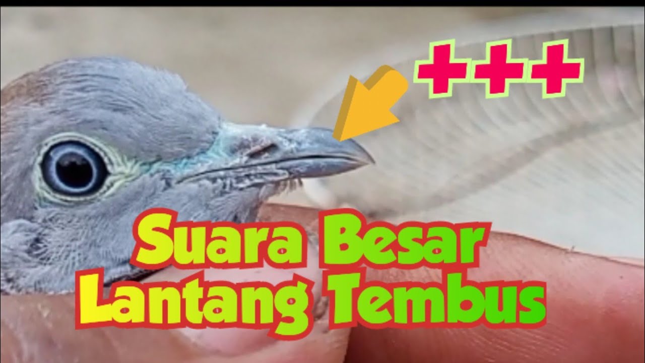 Ciri ciri perkutut suara Besar Lantang Tembus+++