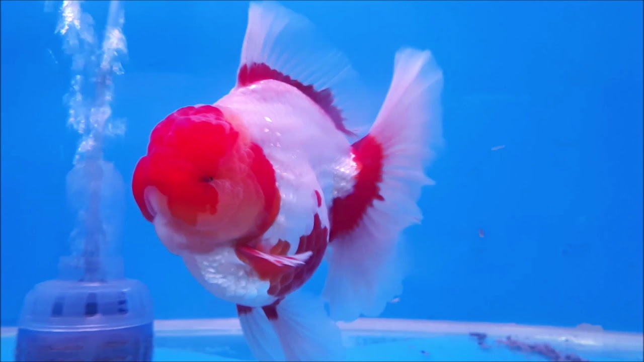 All Thailand Goldfish Show 2019 _ category: Oranda _ by Safranpollen GF