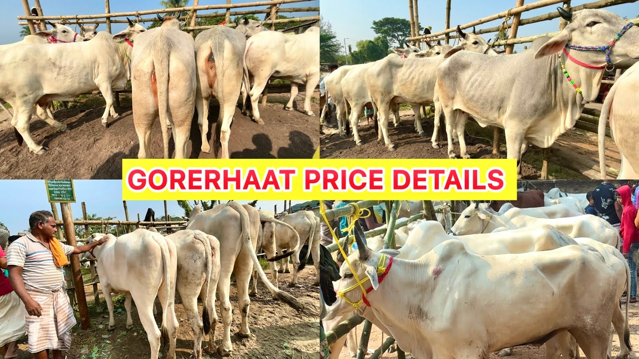 GORERHAAT FULL PRICE DETAILS VLOG 2025 || KOLKATA COW 2026🔥