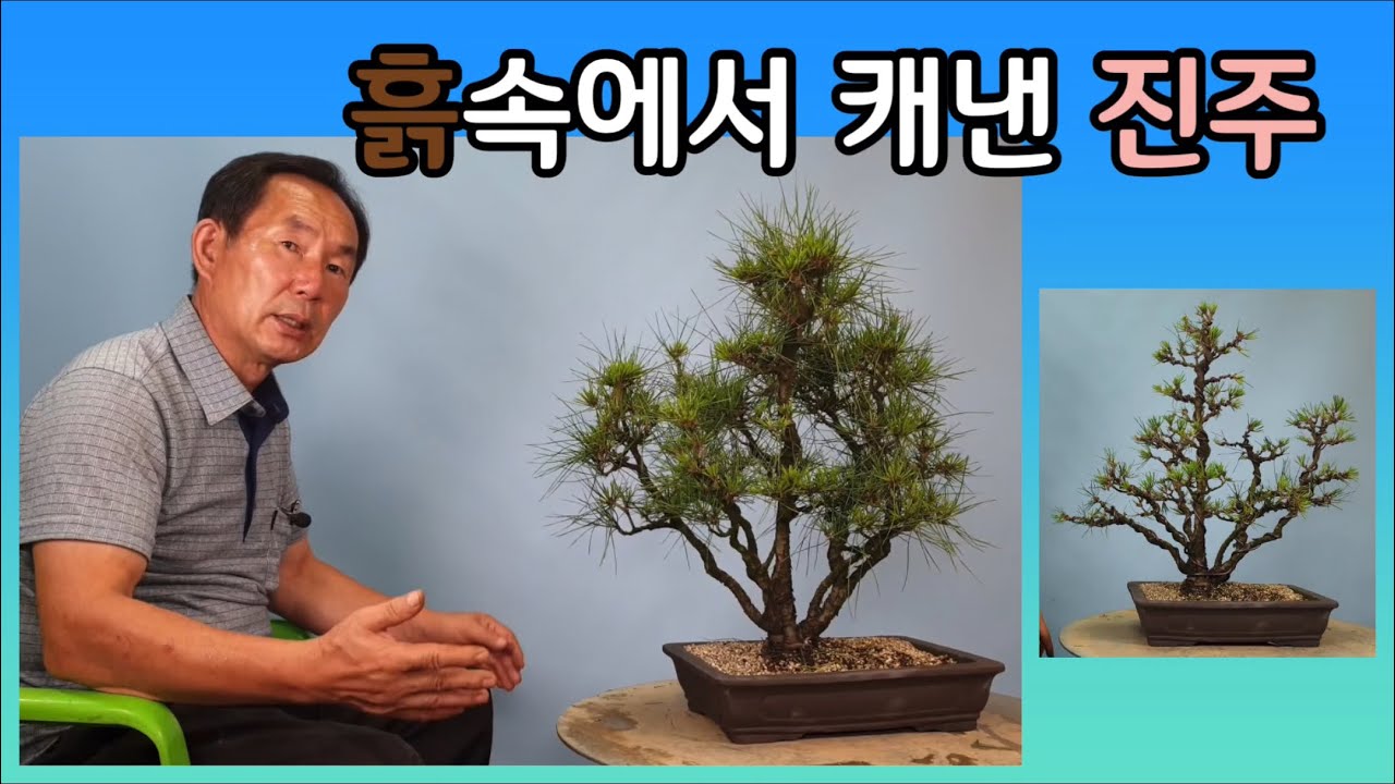 분재관리 229강 흙속에 숨은 진주