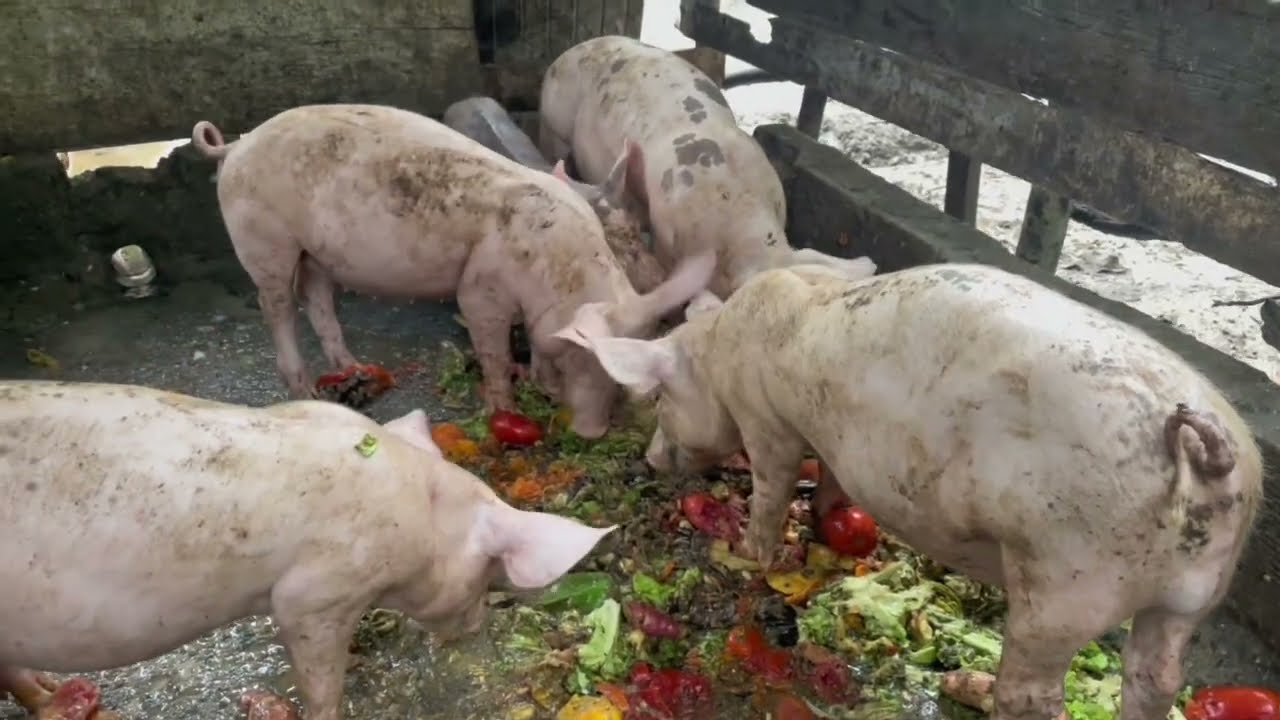 🐷 VALE A PENA ENGORDAR SUÍNOS? OLHA ESSE RESULTADO! SUÍNOS COM 30 DIAS NA ENGORDA ! 🚀💰