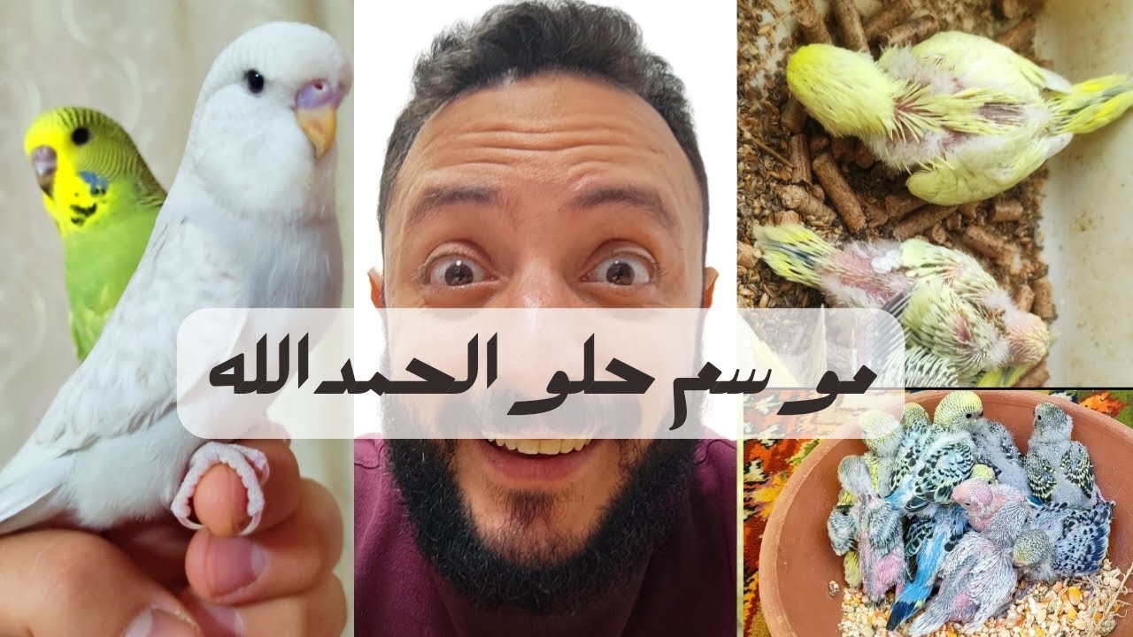 موسم الخير | #فتح_عشوش_البادجي