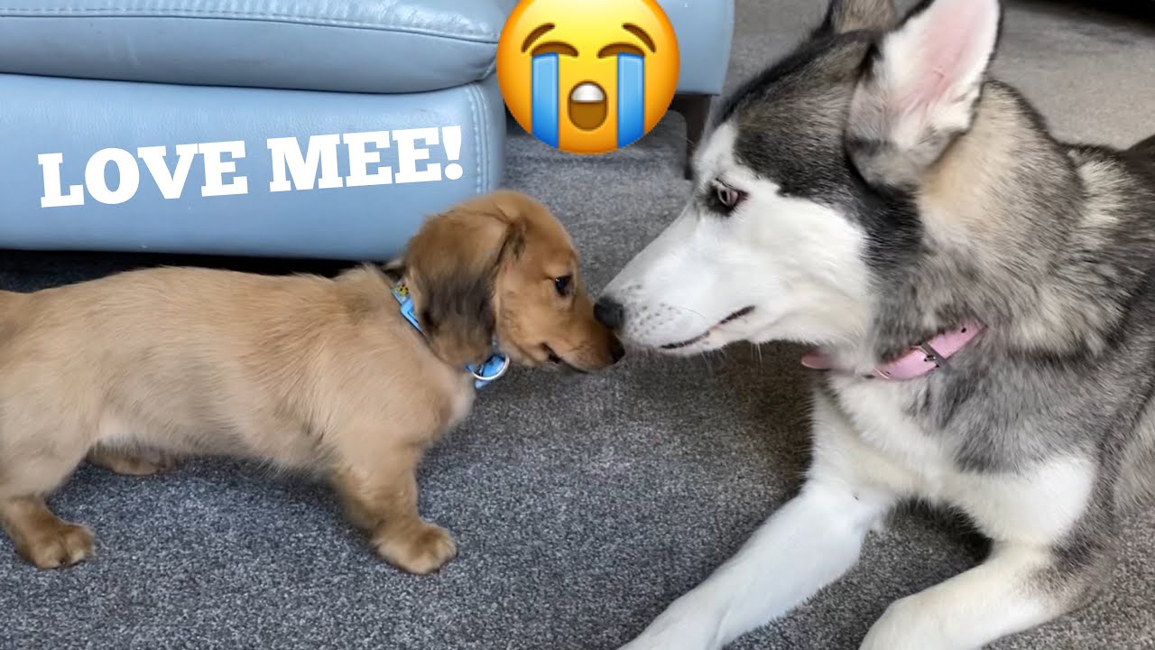 Husky Puppy Super Excitement When Reunites With Brave Dachshund Puppy!!!! [HAPPIEST VIDEO EVER!!]