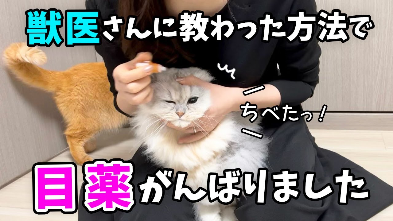 【猫の目薬】結膜炎と診断されたので、病院で獣医さんから教わった方法で目薬チャレンジ！