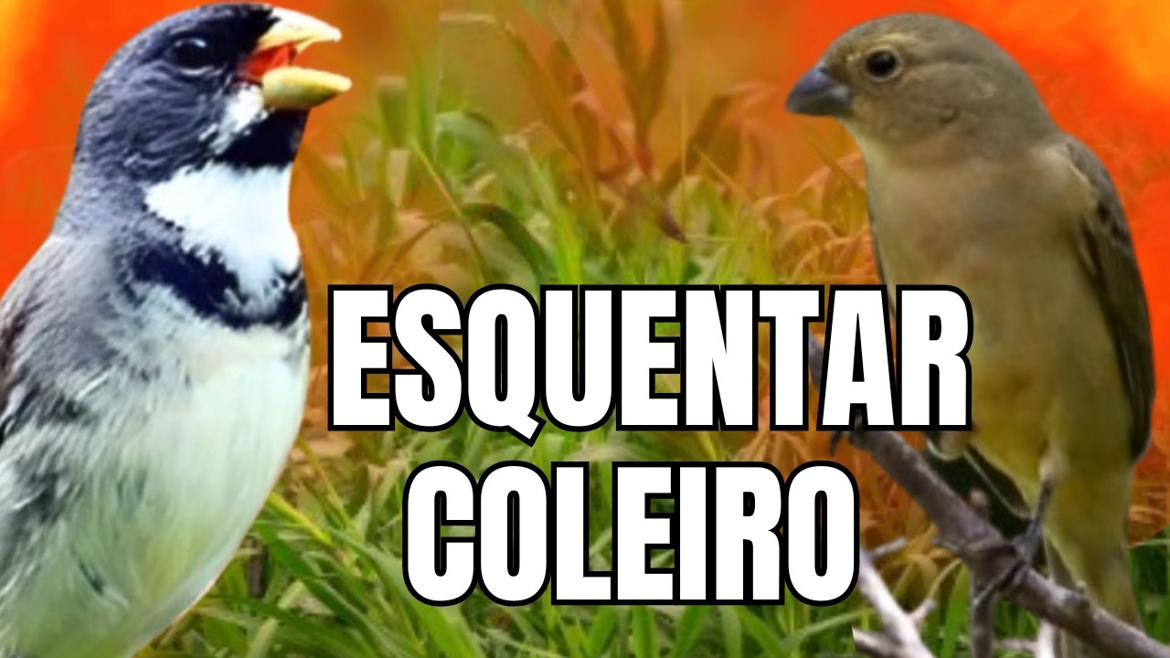 ESQUENTAR COLEIRO TUI TUI COM F&Ecirc;MEA CHAMANDO E COLEIRO TUI TUI PARA ESQUENTAR COLEIRO TUI TUI