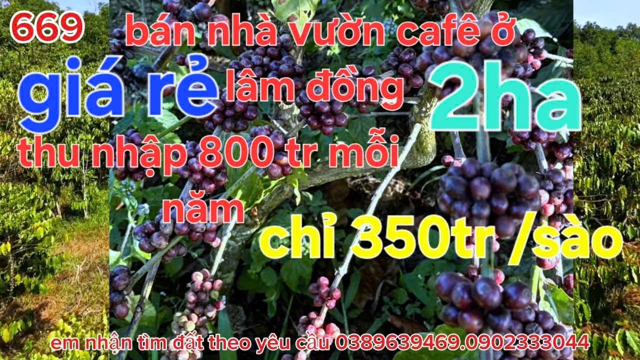 Bán đất vườn cafê ở lâm đồng Đà Lạt. 2ha .có nhà  điện nước đủ có đủ .sổ hồng riêng. Chỉ 350 tr #bds