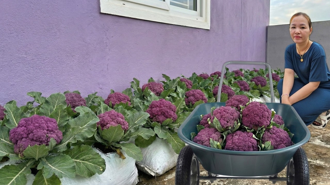 How to Grow Purple Cauliflower in Containers/Sacks