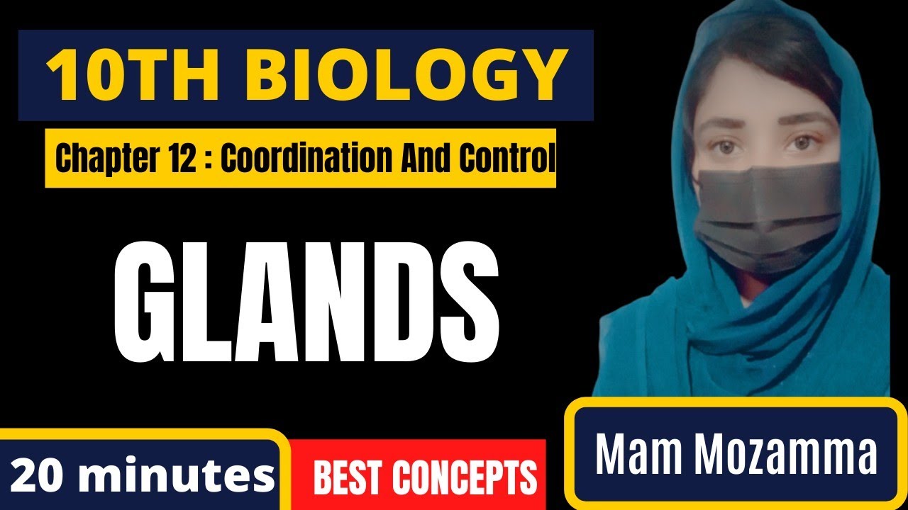 Glands | 10 Class Biology | Chapter 12 | Coordination and Control | Haytham Academy
