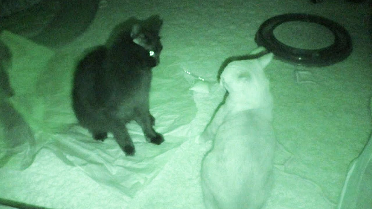 Cat Night Fight! - Cole and Marmalade
