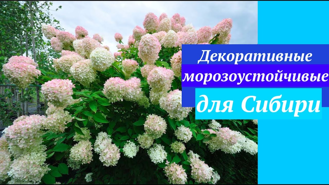 САМЫЕ МОРОЗОУСТОЙЧИВЫЕ ДЕКОРАТИВНЫЕ КУСТАРНИКИ, ДЕРЕВЬЯ_морозостойкие   #FROST_RESISTANT_SHRUBS