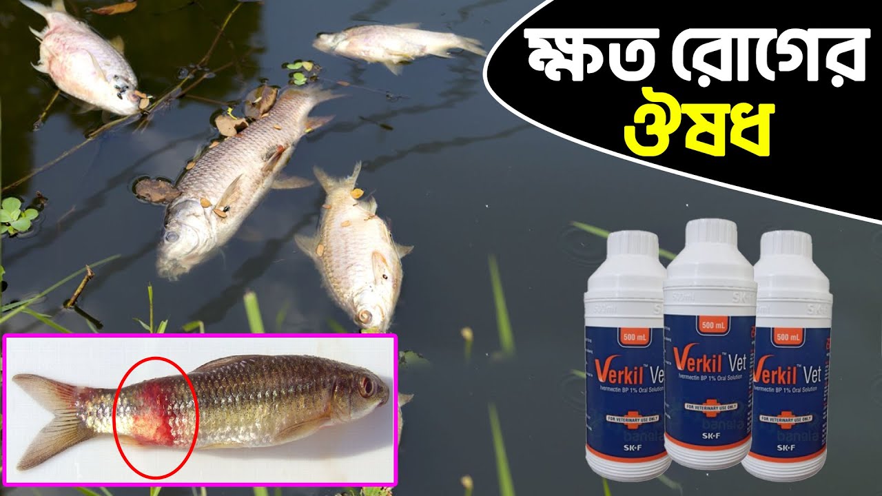 মাছের ক্ষত রোগ কেন হয় || Shakib Agro || মাছের ক্ষত রোগ থেকে মুক্তি || মাছের ক্ষত রোগের ঔষধ
