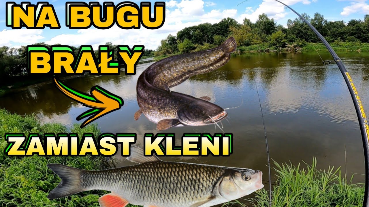 SUM BRAŁ NON STOP ! FEEDER I SPŁAWIK NA RZECE BUG