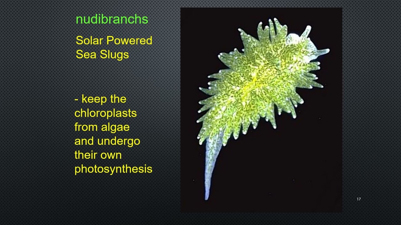 Chapter 28 Rotifers and Mollusca narrated