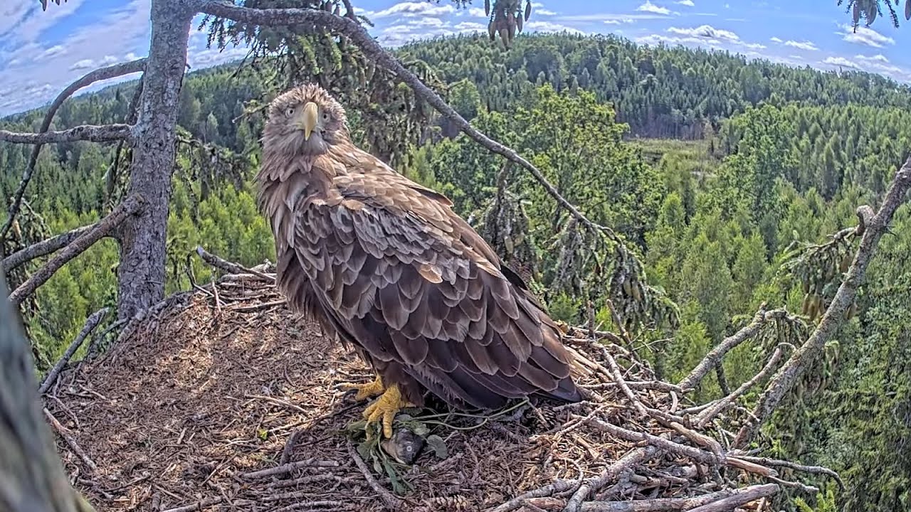 Jūras ērgļi LDF / Milda atnes zivi 💕 gaida Leo & Neo 🦈 Milda brings a fish, waits for Leo & Neo 💕
